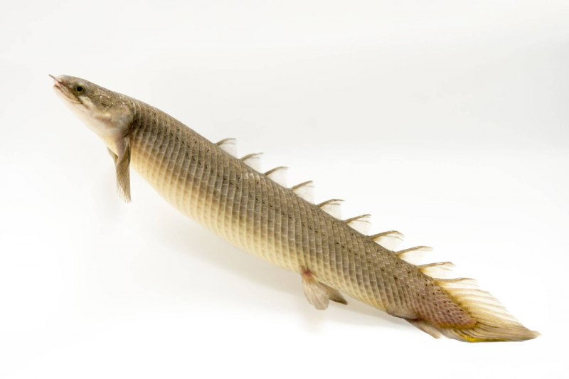 Сенегальский дракон Полиптерус