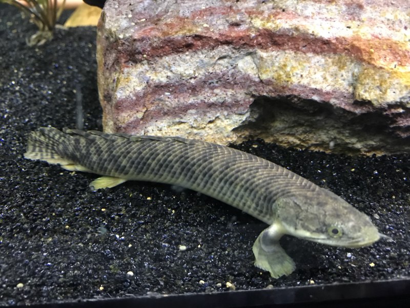 Полиптерус Нильский