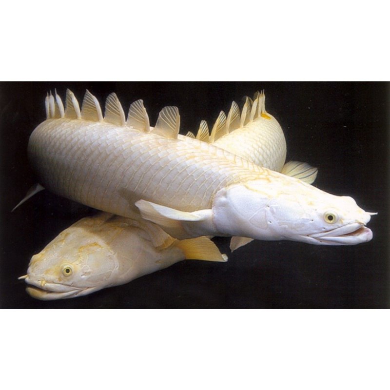 Полиптерус Сенегальский рыба дракон