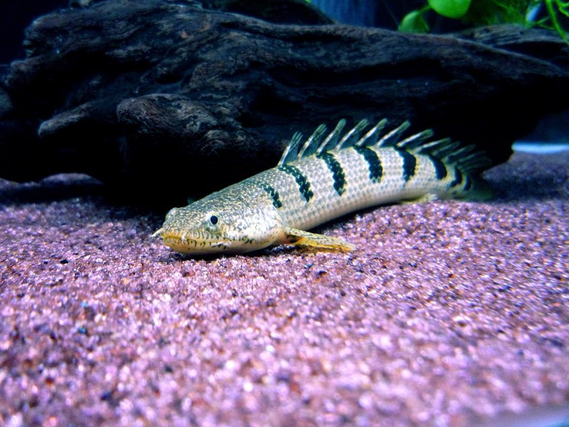 Полиптерус дельгези