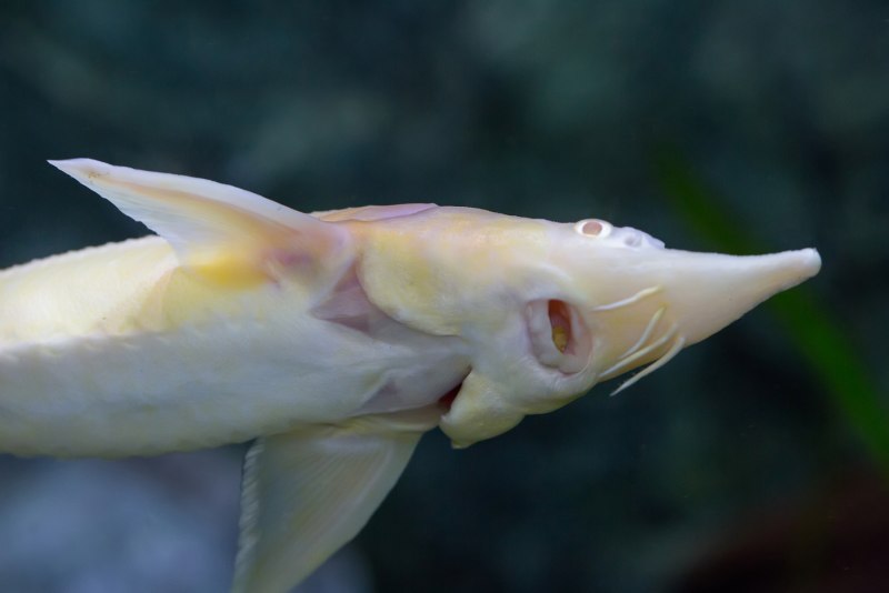 Белуга альбинос