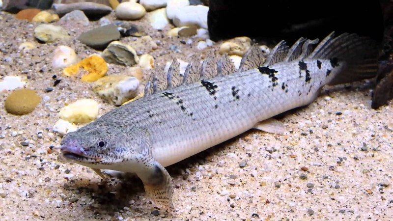 Полиптерус дельгези в аквариуме