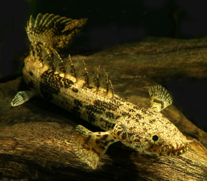 Пoлиптeрус Эндлиxeрa