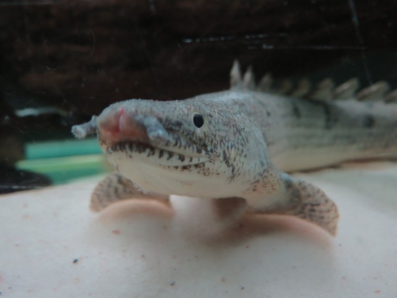 Полиптерус дельгези рост