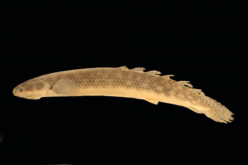 Полиптерус Бишир