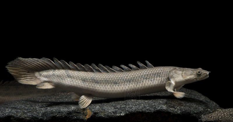 Рыбка Сенегальский Полиптерус