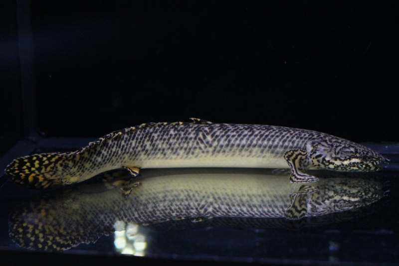 Полиптерус тужеля