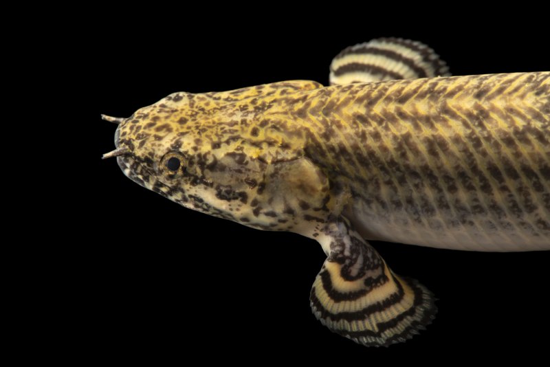 Полиптерус орнатипиннис (Polypterus ornatipinnis)