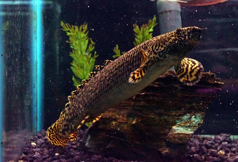 Полиптерус дельгези