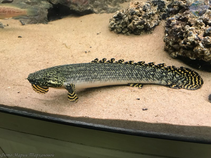 Полиптерус Сенегальский