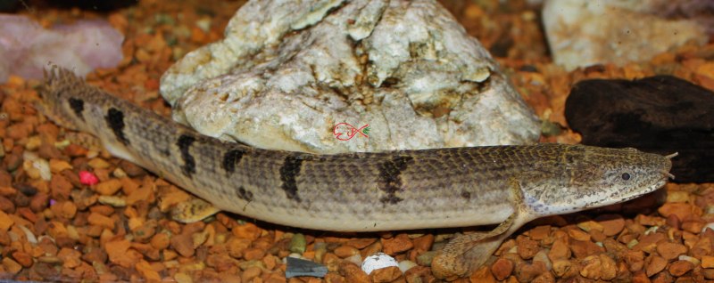 Змееголов Полиптерус Сенегальский