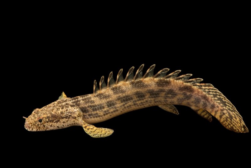 Полиптерус Бишир