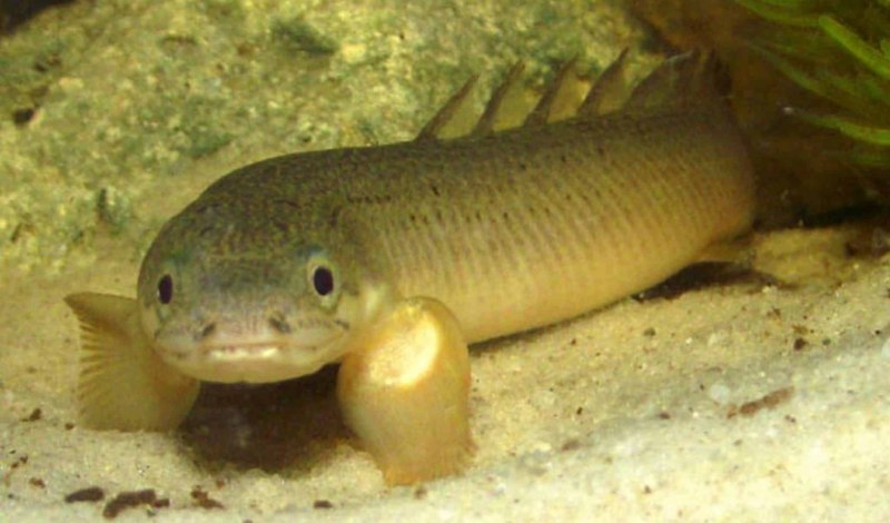 Сенегальский многопёр