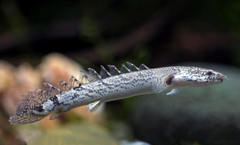 Рыба Полиптерус