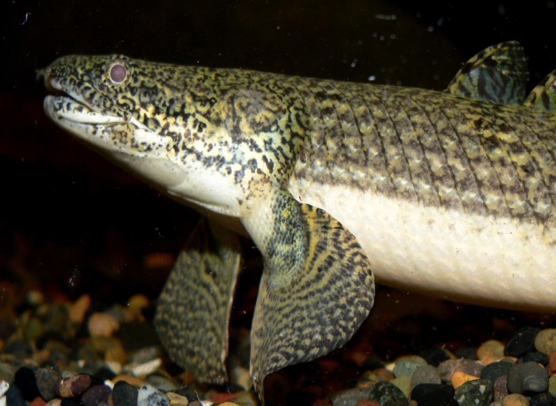 Polypterus Weeksii