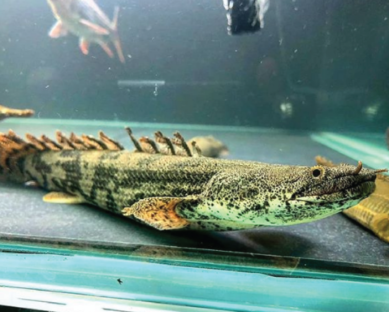 Полиптерус Эндлихера 30-35см