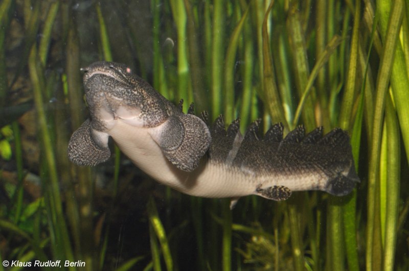 Полиптерус орнатипинис Конголезский