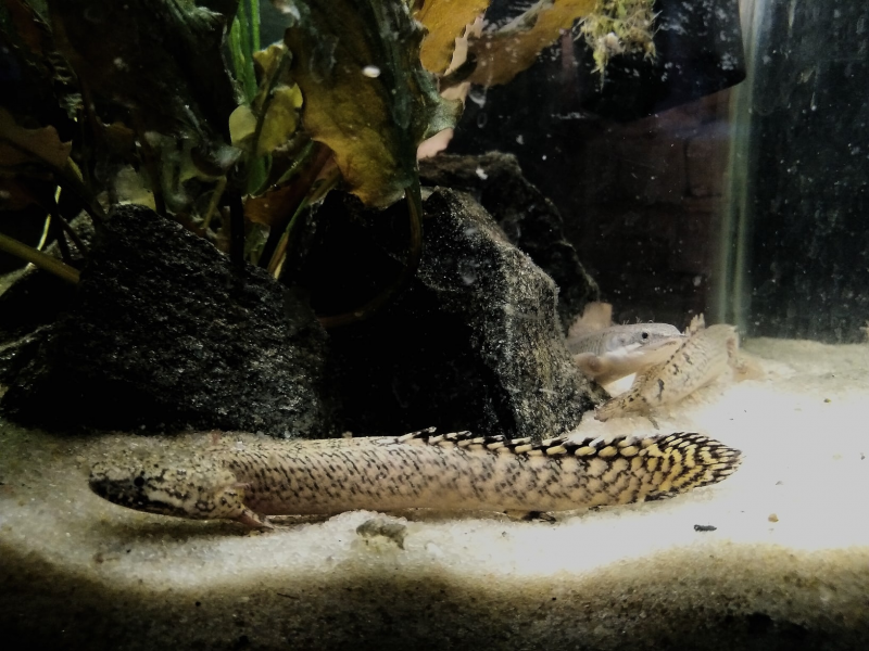 Змееголов Полиптерус Сенегальский