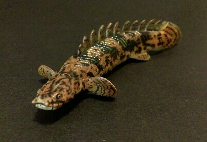 Полиптерус Бишир