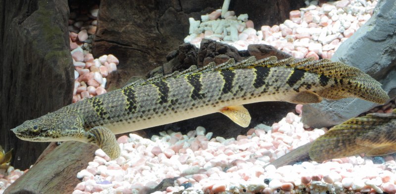 Многопер пятнистый