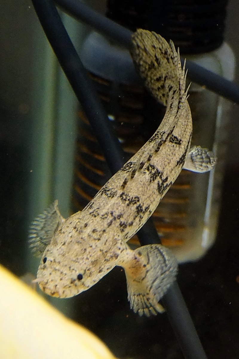 Сенегальский дракон Полиптерус