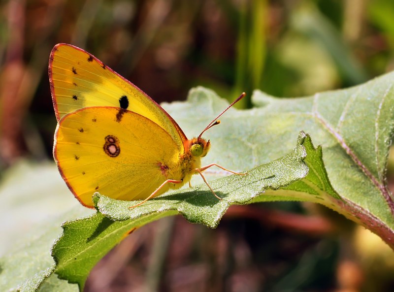 Бабочка Белянка лимонница