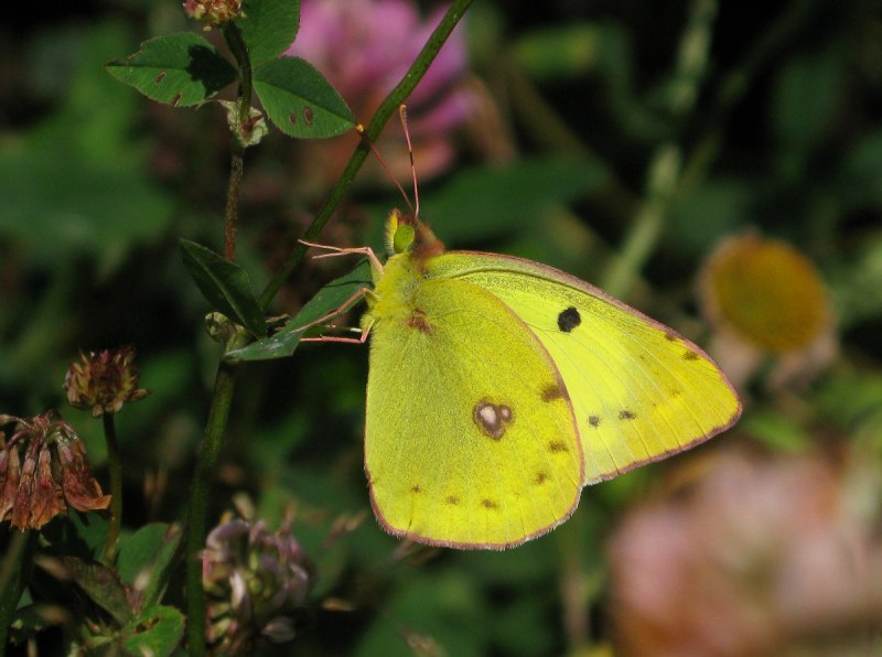 Бабочка желтушка