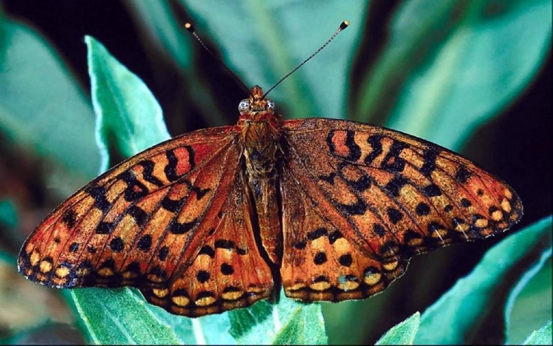 Коричневая бабочка название