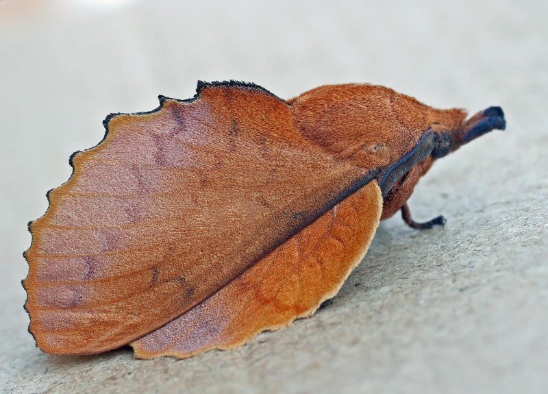 Коконопряд дуболистный