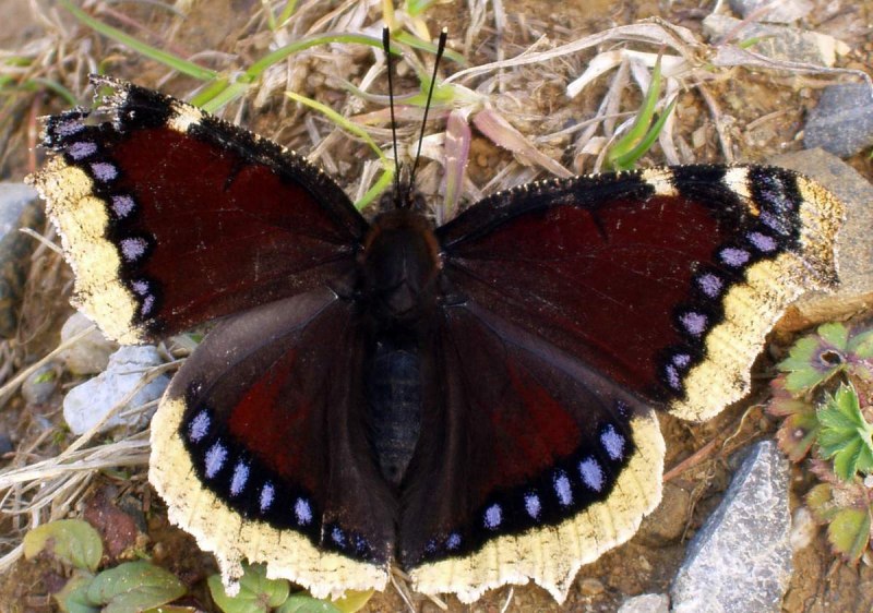 Махаон траурница