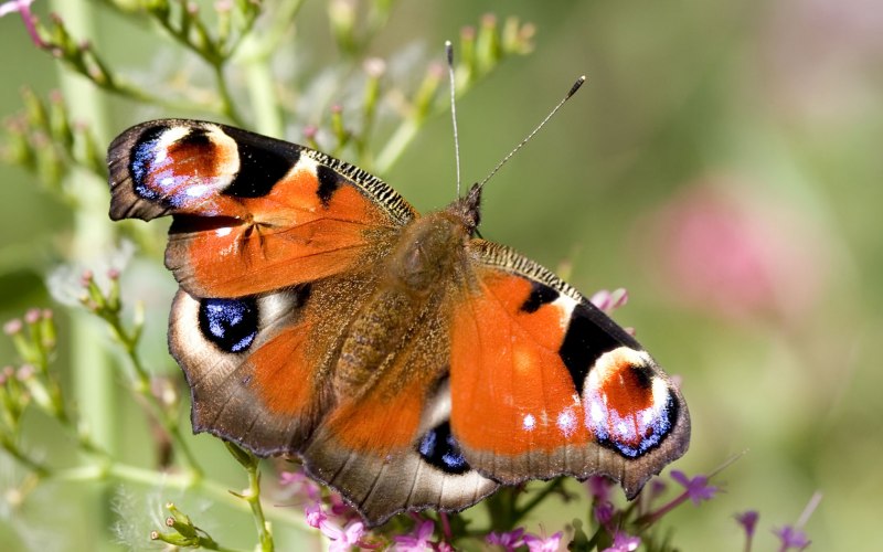 Бабочки павлиний глаз, Зорька, Махаон