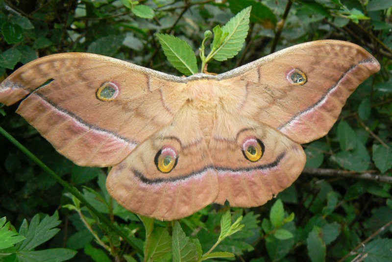 Павлиноглазка ио