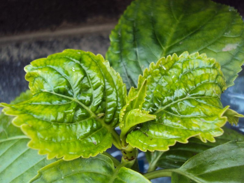 Желтуха при лептоспирозе