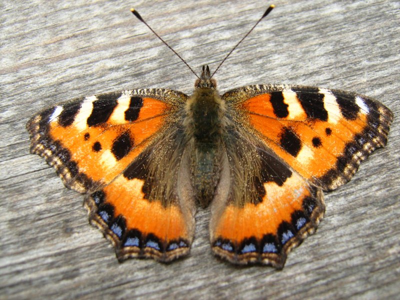 Бабочка Шоколадница коричневая