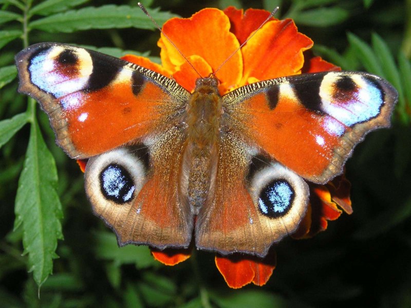 Махаон павлиний глаз