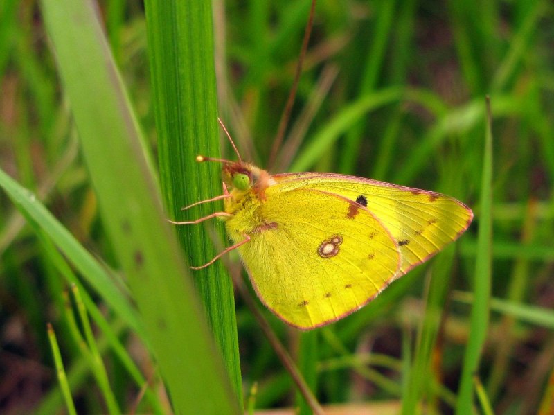 Желтушка Луговая бабочка