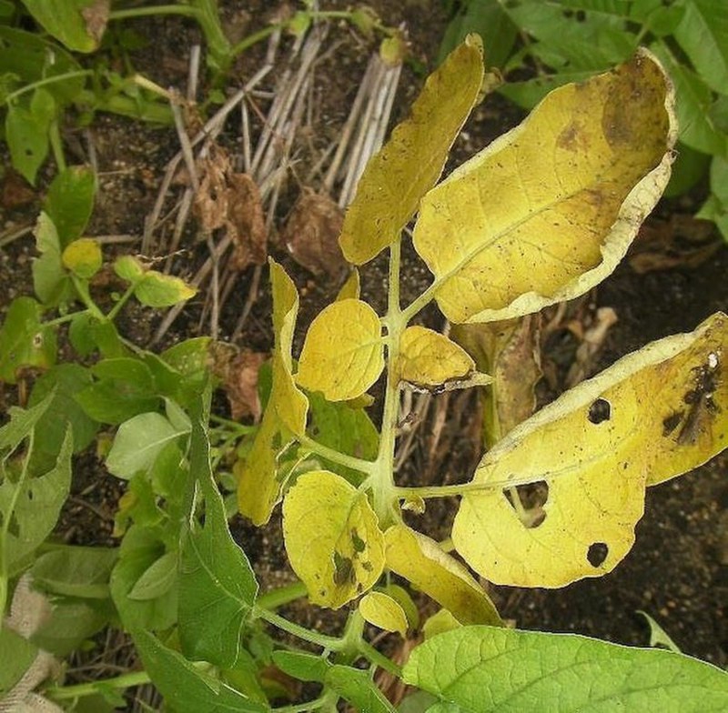 Желтуха с лимонным оттенком