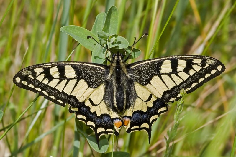 Бабочка Махаон Адмирал