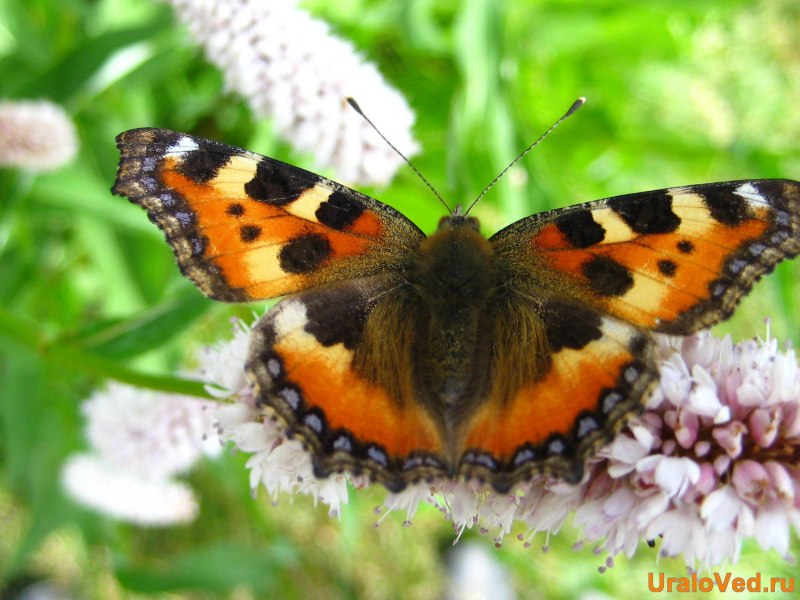 Бабочка Адмирал крапивница