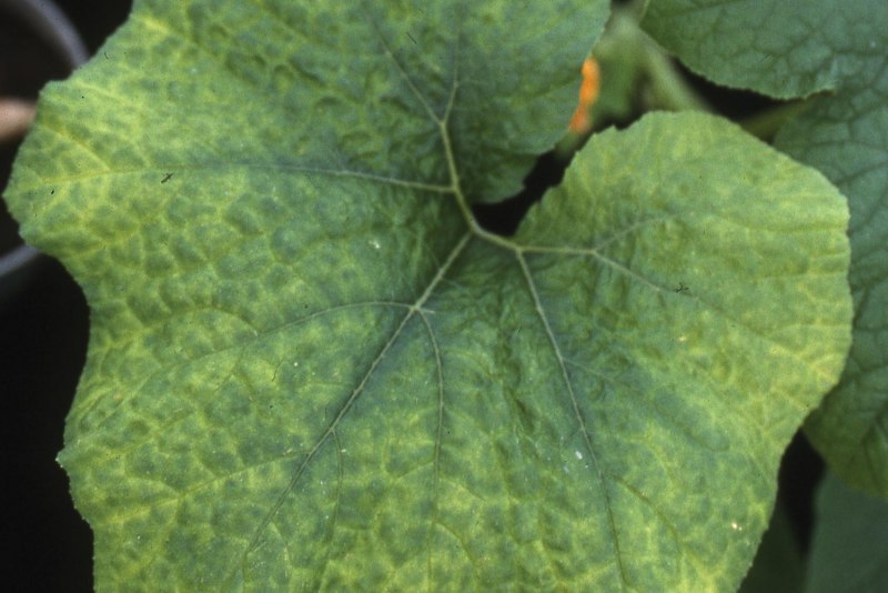 Церкоспороз свеклы