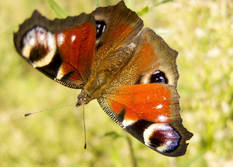 - Павлиний глаз, - Махаон, - Адмирал.