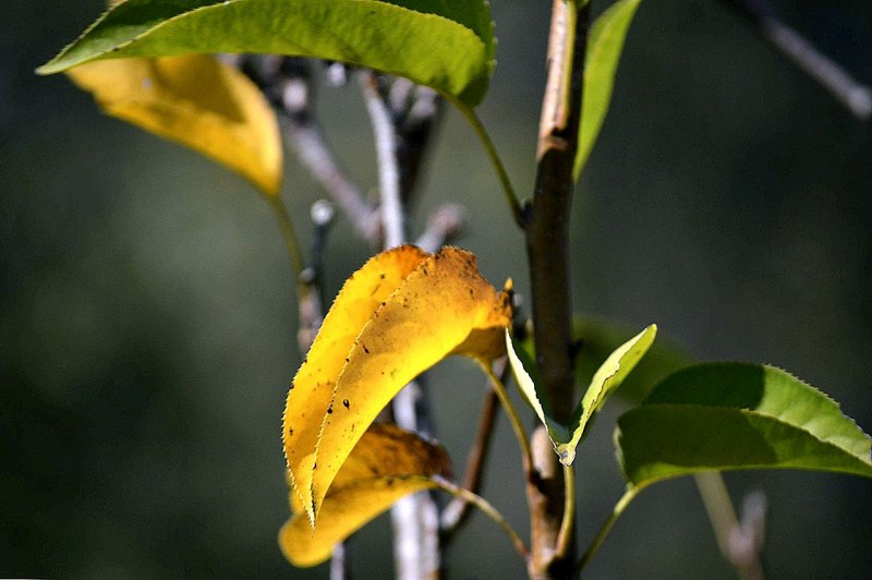 Желтушность кожных Покрово