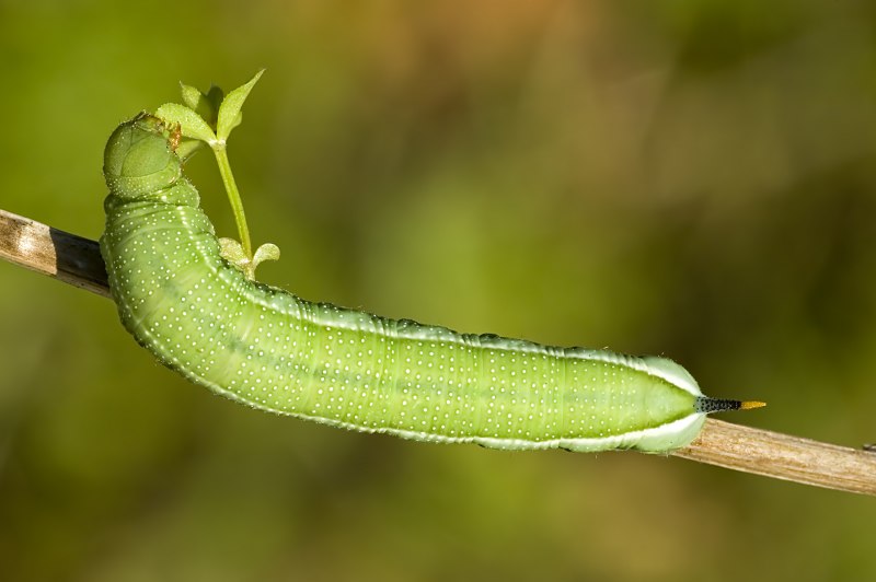 Желтуха огурца
