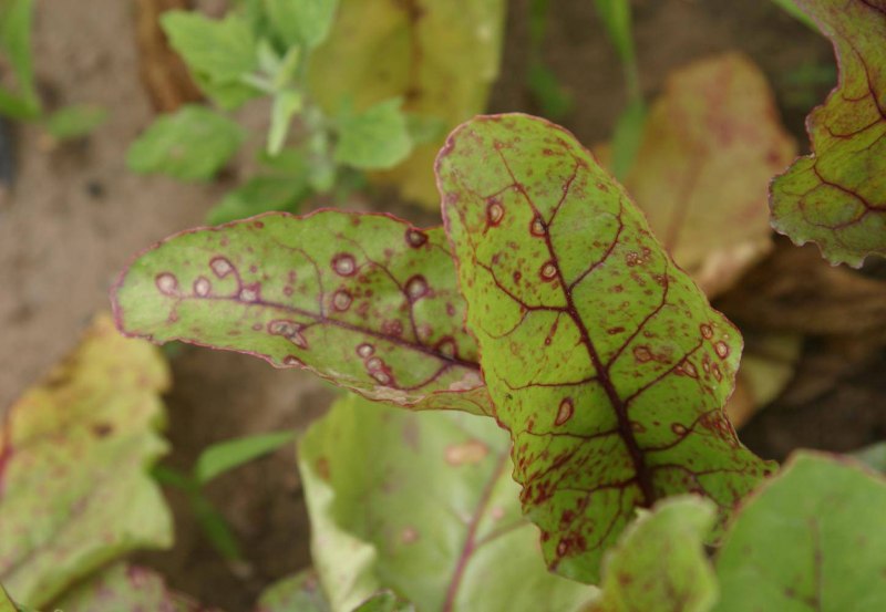 Бабочка Махаон Адмирал