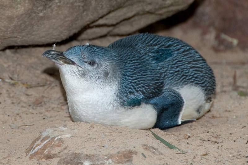 Eudyptula Minor Пингвин