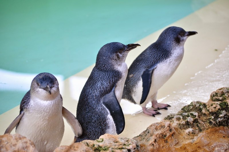 Малые пингвины в Австралии