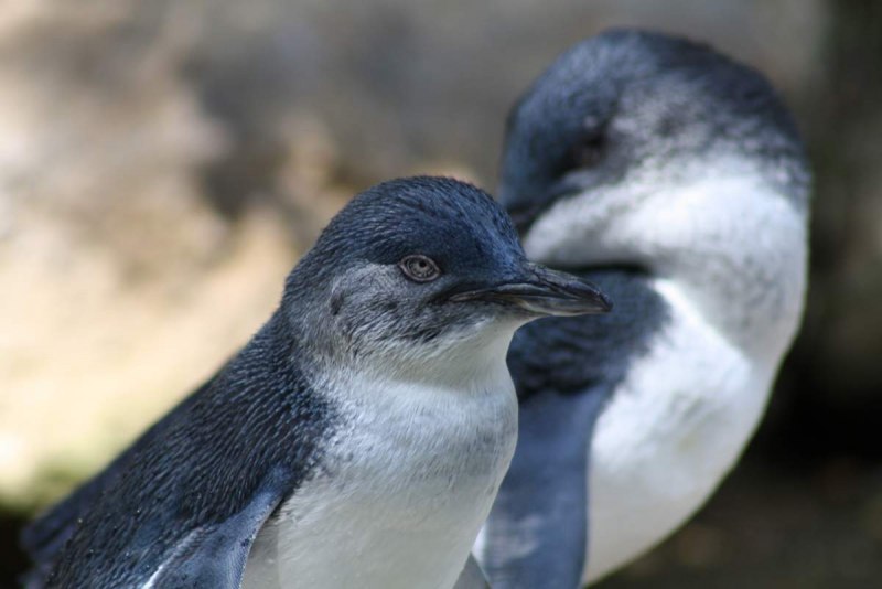 Малый голубой Пингвин