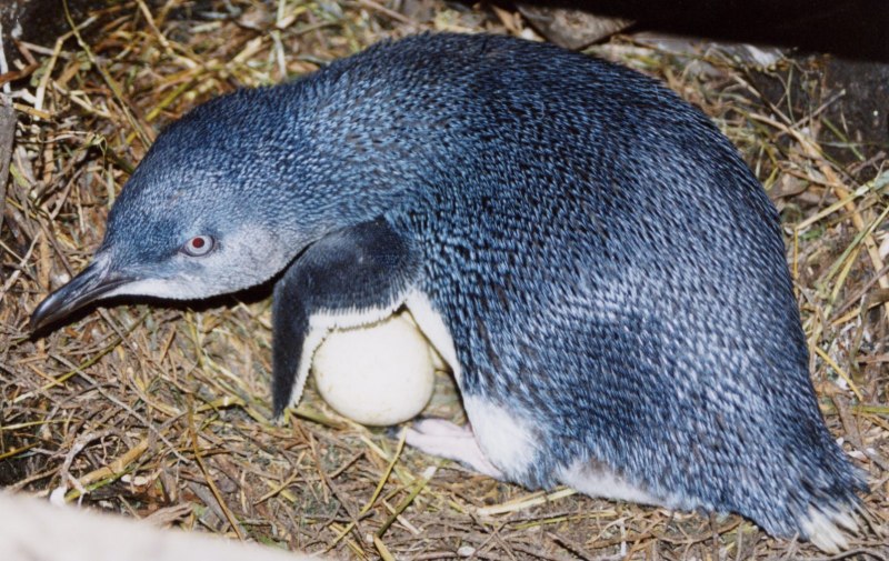 Малый Пингвин птенец