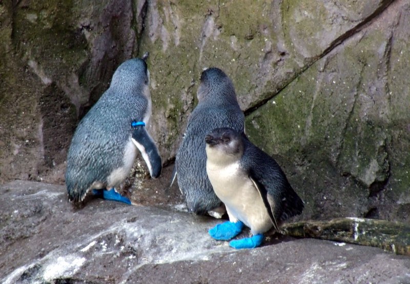 Малый синий Пингвин