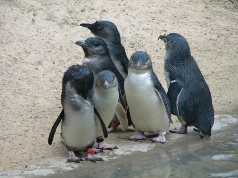 Пингвины в Австралии